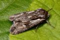 Chlorantha&nbsp;hyperici